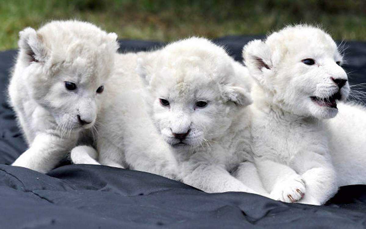 Есть ли белые львы в дикой природе: редкость или миф?