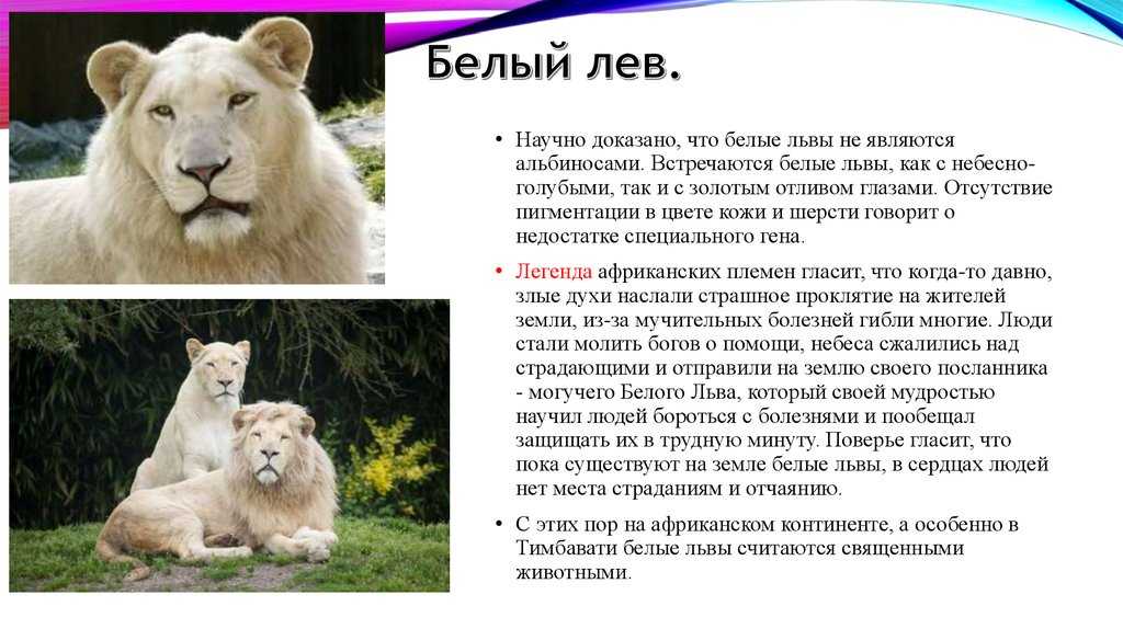 Удивительные факты о белых львах - zefirka