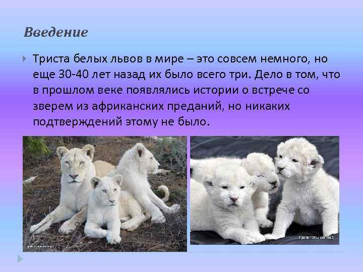 Белый лев красная книга краткое описание - зоо мир