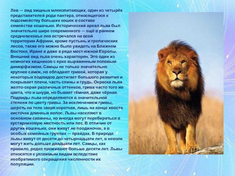 Белый лев животное. описание, особенности, образ жизни и среда обитания белого льва. факты о белых львах