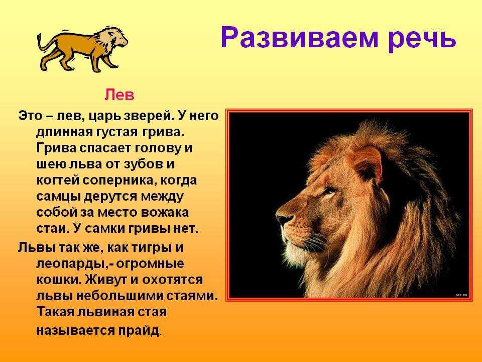 Описание, ареал, размножение, питание, поведение, угрозы, подвиды, видео и фото львов. белый лев