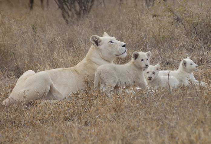 Белый лев животное. описание, особенности, образ жизни и среда обитания белого льва