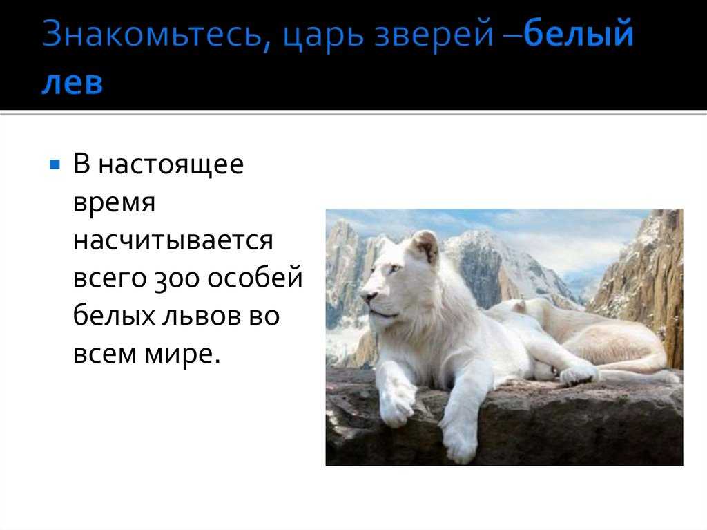 Лев – описание, виды, где обитает, чем питается, фото. белые львы: описание и фото
