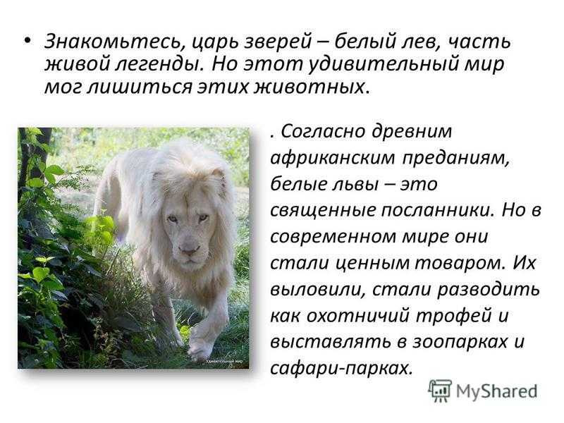 Что такое белый лев и где находятся белые львы? - 2023