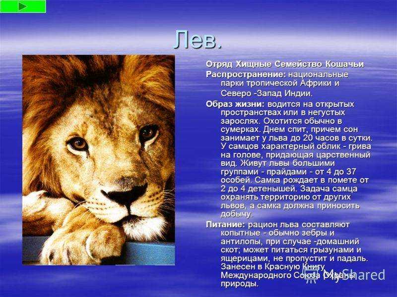 Лев – описание, виды, где обитает, чем питается, фото