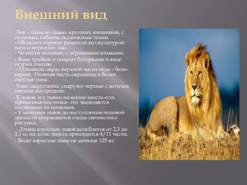 Белый лев животное. описание, особенности, образ жизни и среда обитания белого льва | живность.ру