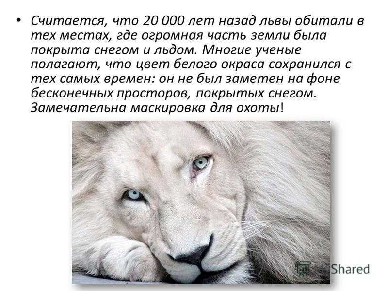 Белые львы: описание и фото :: syl.ru