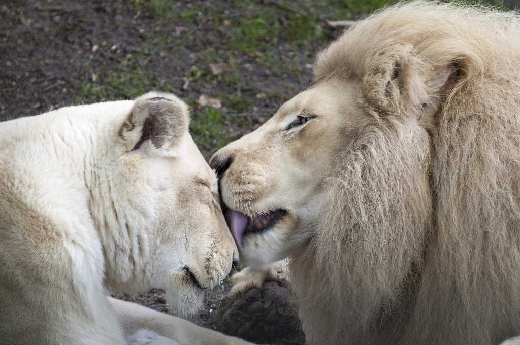 Животное лев – хищник африки. фото и описание животного лев
