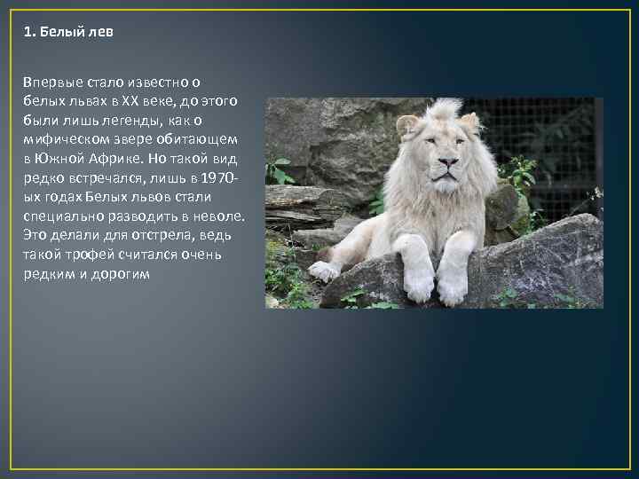 Блог олега зубкова: уникальные белые львы тайгана
