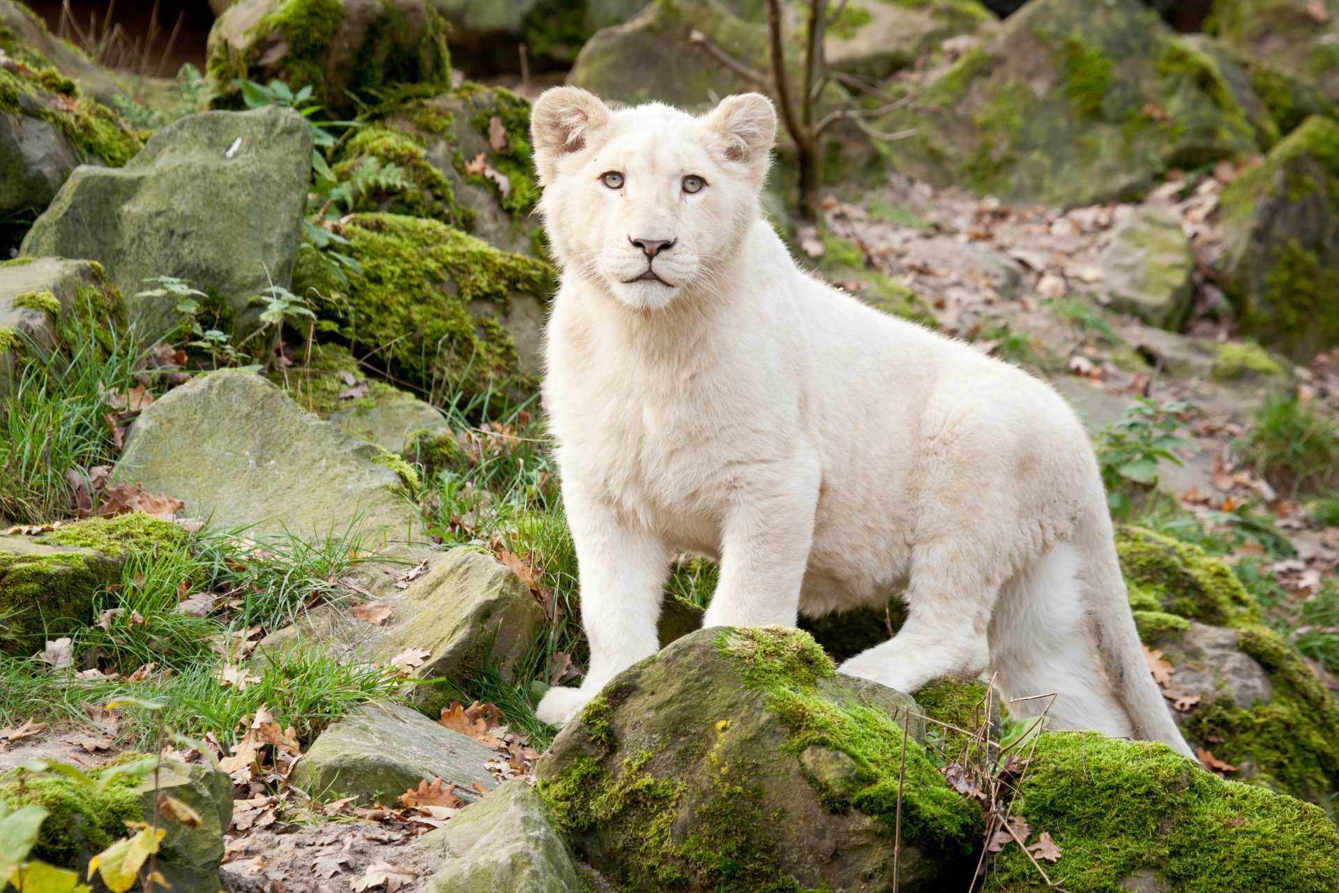 Факты о белых львах