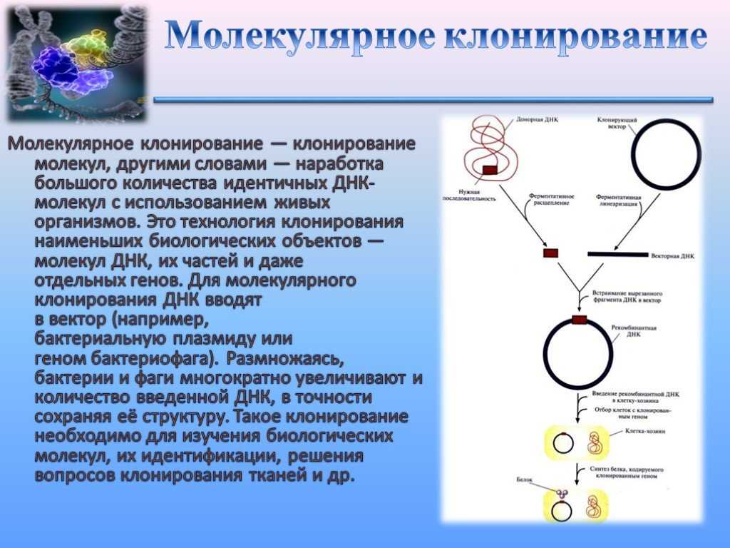 Методы клонирования человека, этапы, преимущества, недостатки