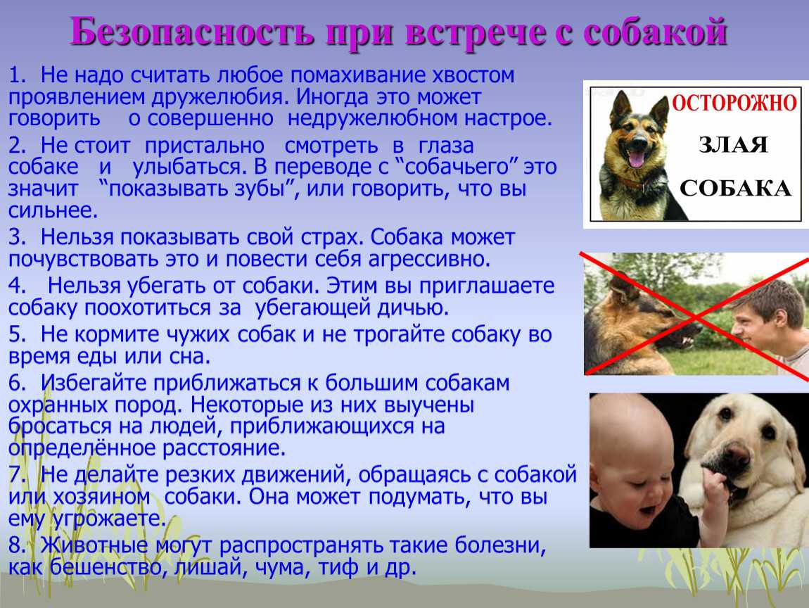 Как защититься от нападения собак