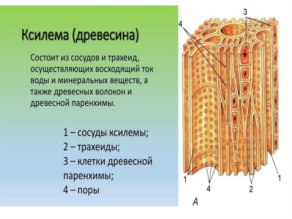 Строение и функции ксилемы и флоэмы: основы растительной ткани