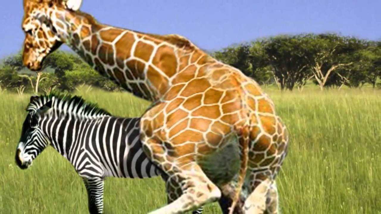 Почему в природе самцы животных выглядят ярче самок?