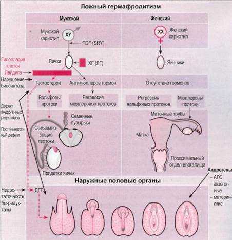 Гермафродитизм