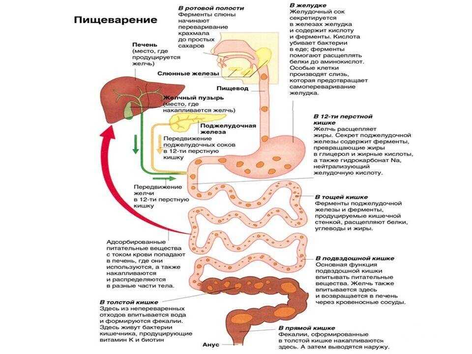 Урок 1. модель языка или метамодель нлп