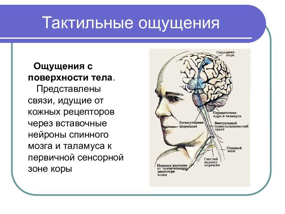 Тактильный человек: кто это такой? примеры, описание простыми словами. как влияет тактильность на развитие ребенка?