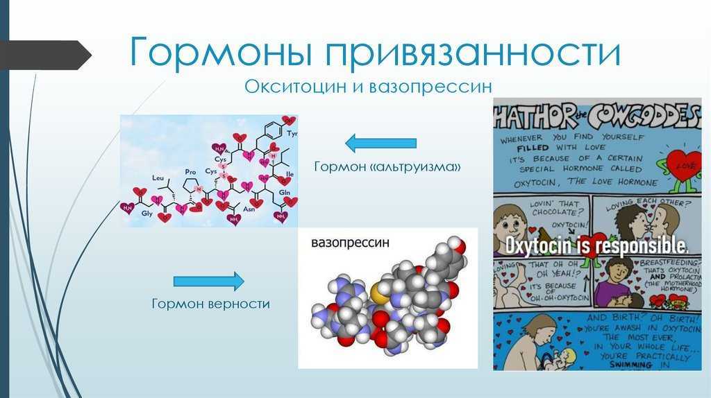 Химия любви: научный взгляд на любовь. химия любви: стадии, описание и интересные факты