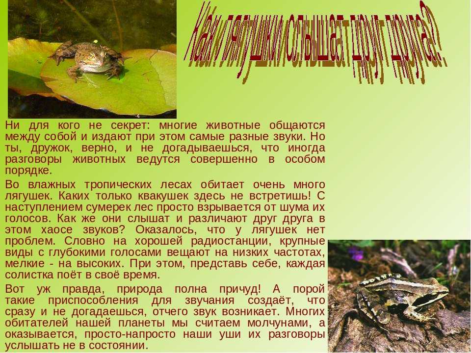 Язык животных. как общаются животные и о чем они &quotговорят&quot?