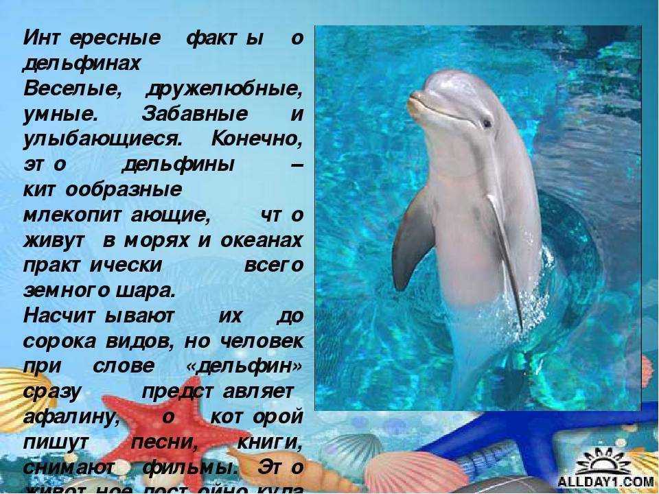 Узнайте, как общаются дельфины? ▷➡️ постпост | постпост