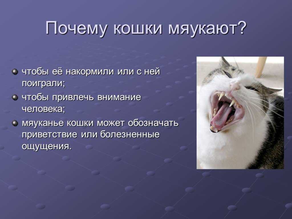 Кошка шипит: инстинкт, заболевания, проявление страха