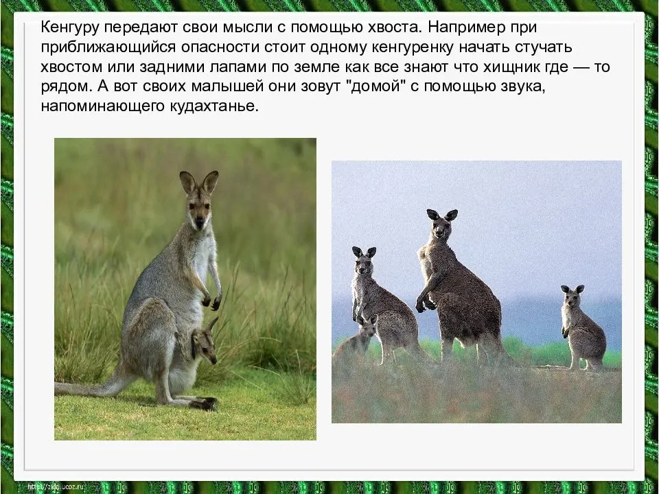 Интересные факты о домашних животных