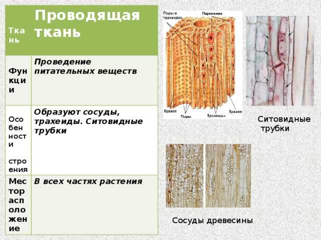 Ткани растений