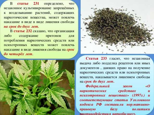 Описание гавайской розы: что это за многолетнее растение вида argyreia nervosa