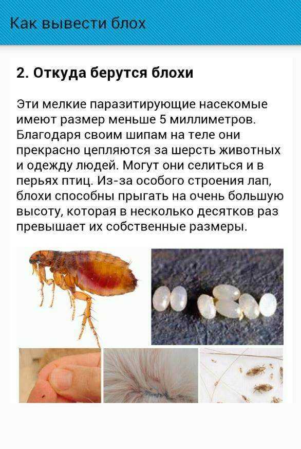 Блохи в доме: откуда и как избавиться – 4 способа вывода блох