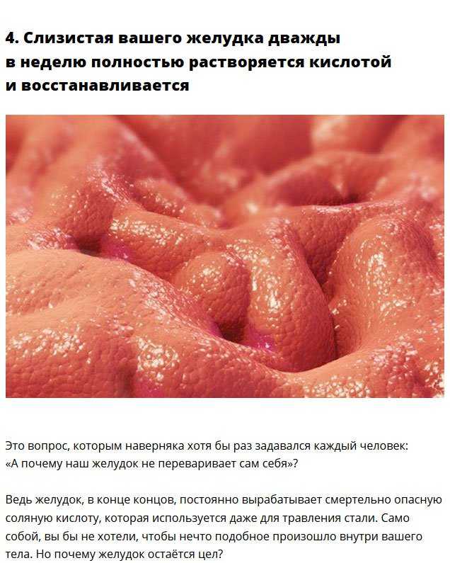 Интересные факты человеческого тела и его удивительные возможности - elgreloo.com