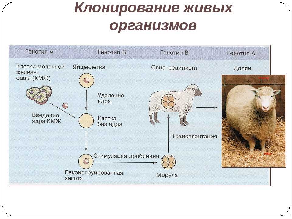 Есть ли клонированные люди. почему законодательно запрещено клонирование человека и есть ли страны, где это разрешено? технологические трудности и ограничения