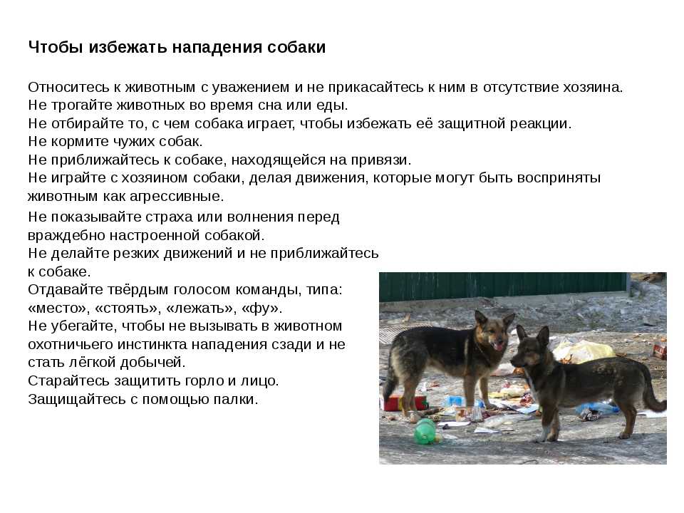 Как избежать нападения собаки? - собаки, нападение собак, агрессия, что делать если собака напала