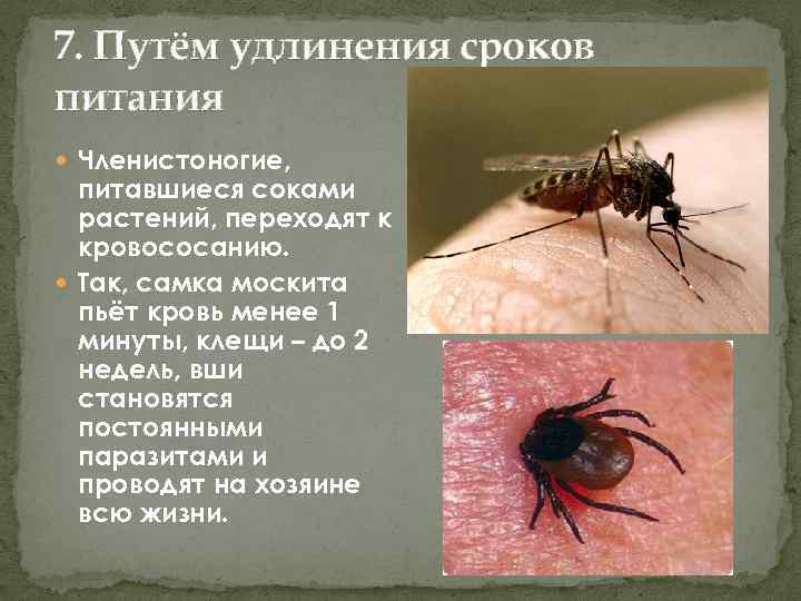 Интересные факты про комаров, которые изменят ваше отношение к ним