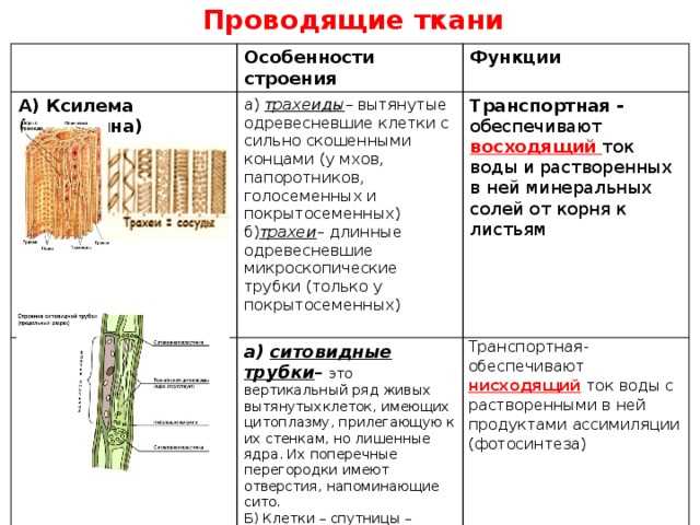 Органы растений. часть 2 - умскул учебник