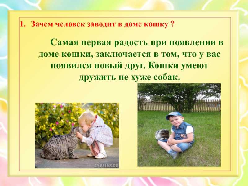 Почему люди заводят кошек? - кот, пёс и я