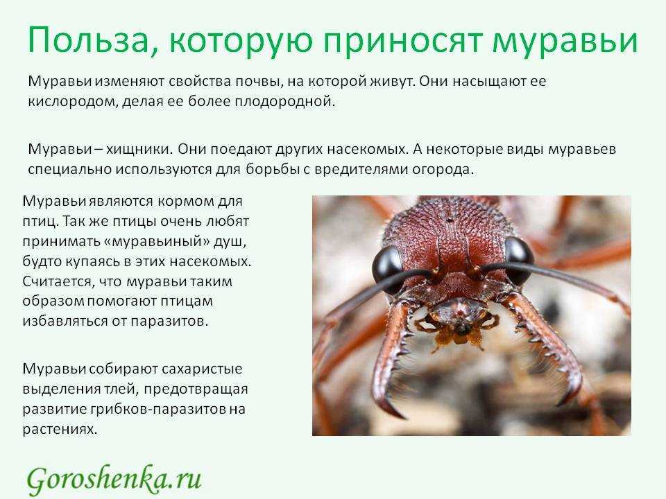 1900 видов съедобных насекомых обитает в мире. готовы ли мы потреблять их?