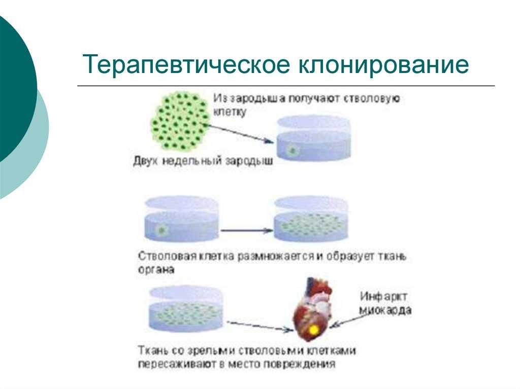 Хотите получить своего клона в будущем? вот почему это может быть интересно!