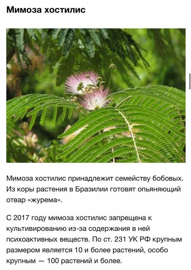 Аргирея жилистая: информация о растении, химический состав, употребление как наркотического вещества, воздействие на организм и последствия