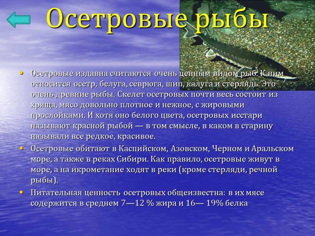 Запрет на ловлю осетра: подробности и последствия