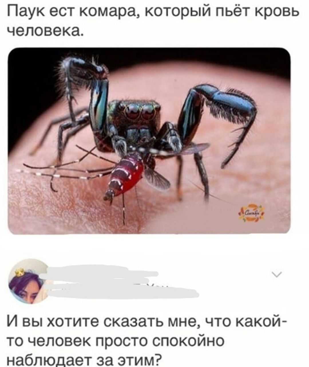 Зачем нужны комары — польза для природы, роль в пищевых цепочках, китайская комариная терапия. зачем в природе нужны комары