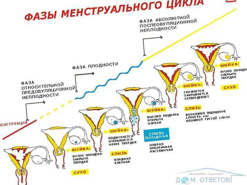 Признаки овуляции у женщин: как почувствовать | симптомы овуляции