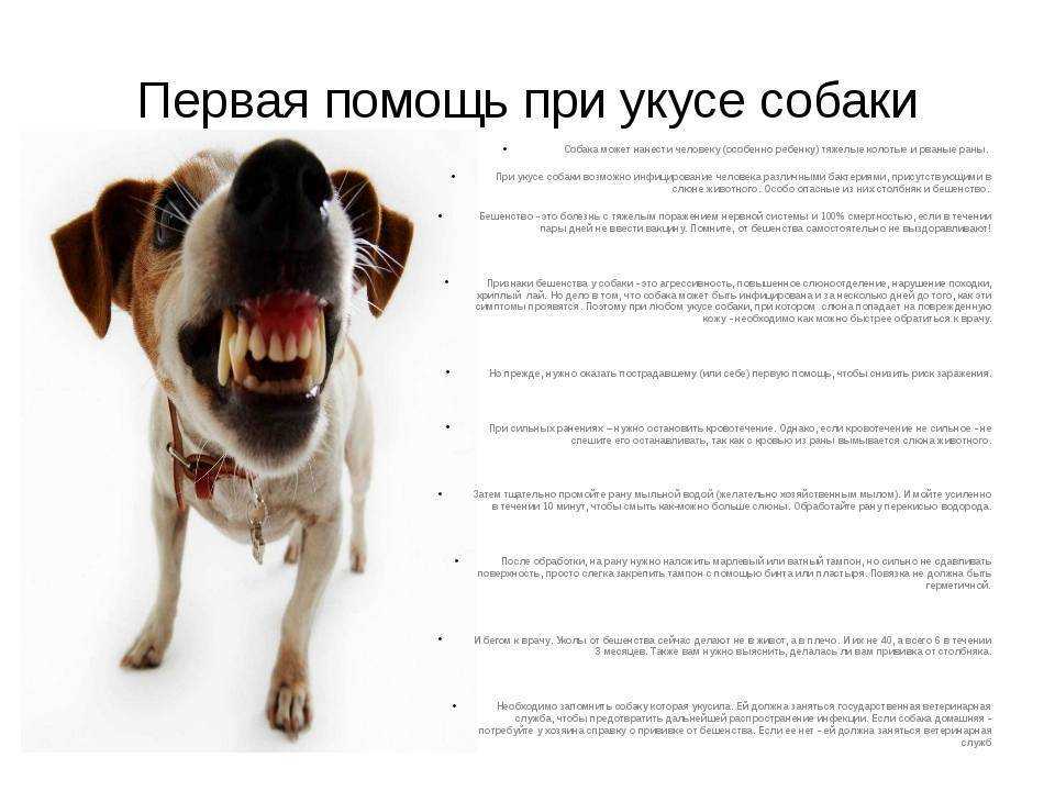 Не делать резких движений, не убегать и не бояться: кинолог дал советы, как спастись от нападения бродячих собак — иа «версия-саратов»