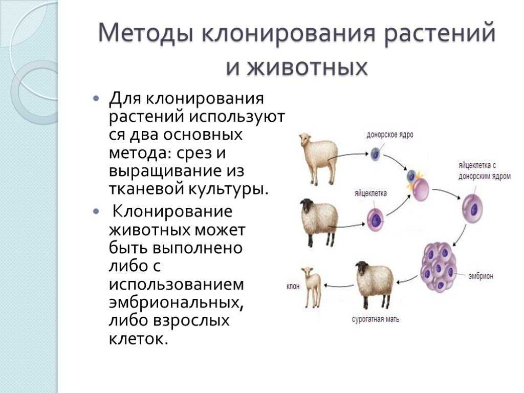 Методы клонирования человека, этапы, преимущества, недостатки / биология | thpanorama - сделайте себя лучше уже сегодня!