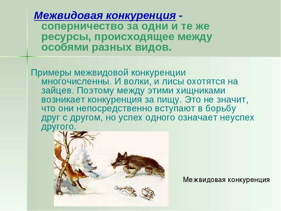 Как разговаривают животные
