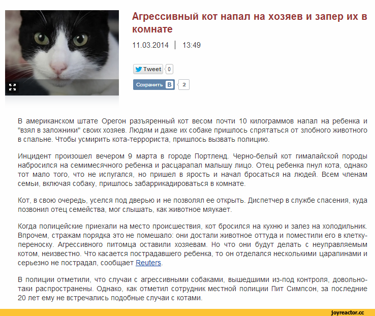 Как понять язык кошек