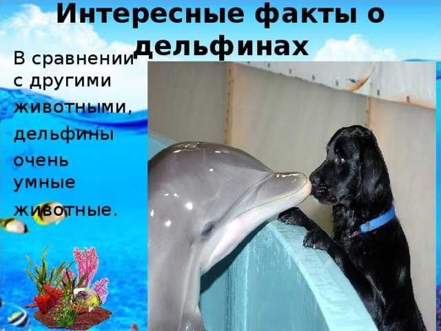 Дельфины и 25 фактов о них: самые интересные открытия ученых о водных млекопитающих