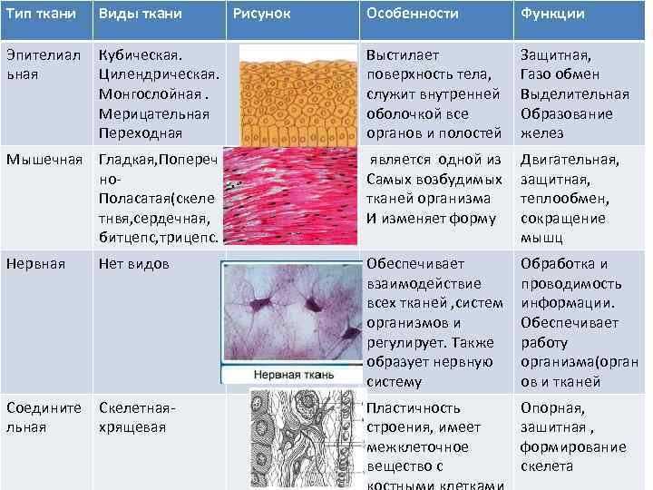 Ткани