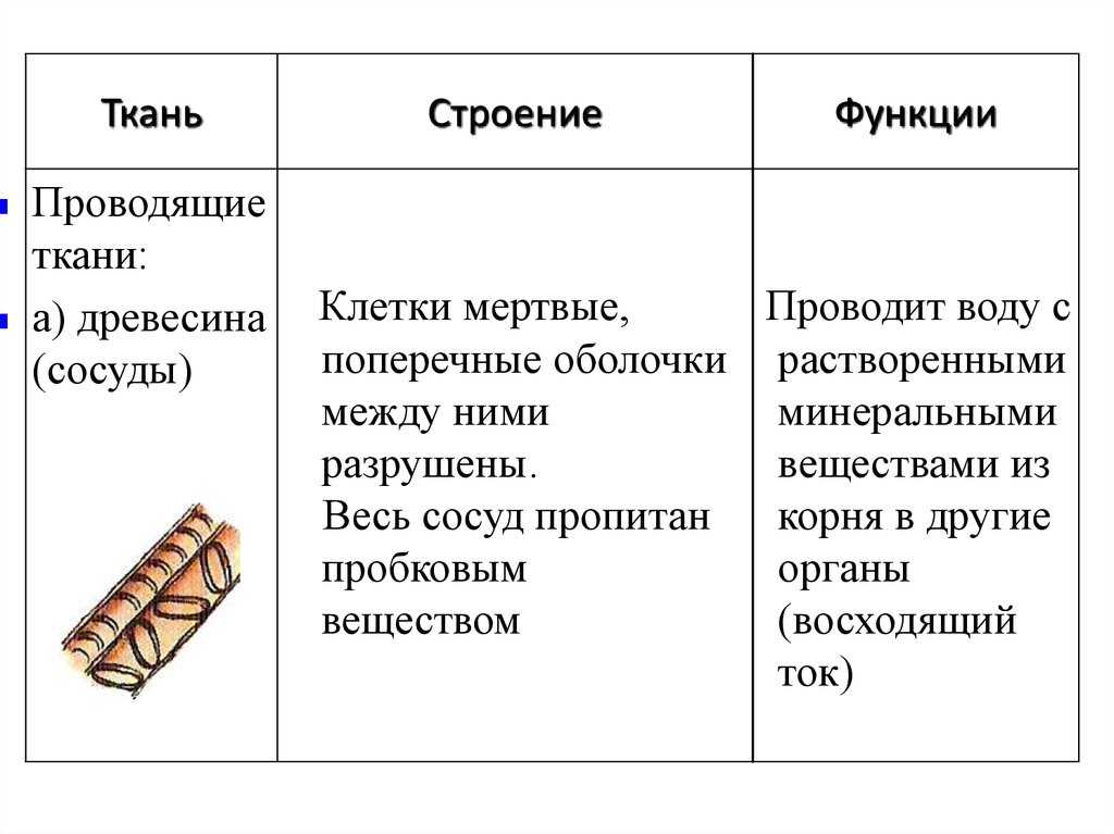 Ткани растений - особенности строения, примеры растений