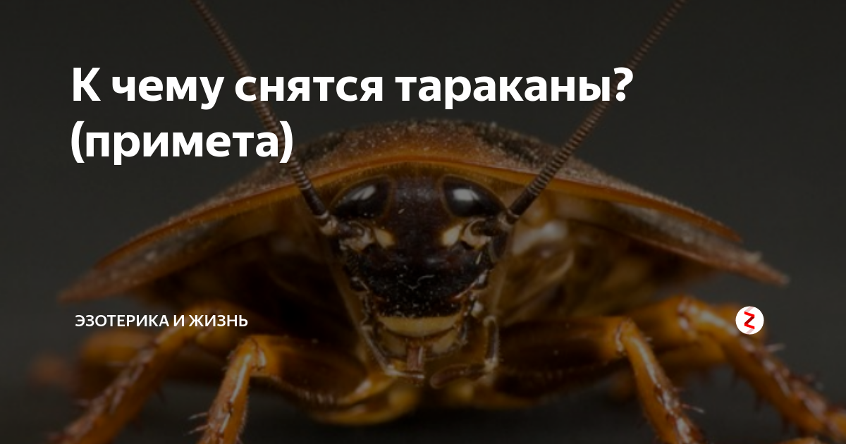 Вещи, которых тараканы боятся больше, чем огня и как это использовать в борьбе с ними