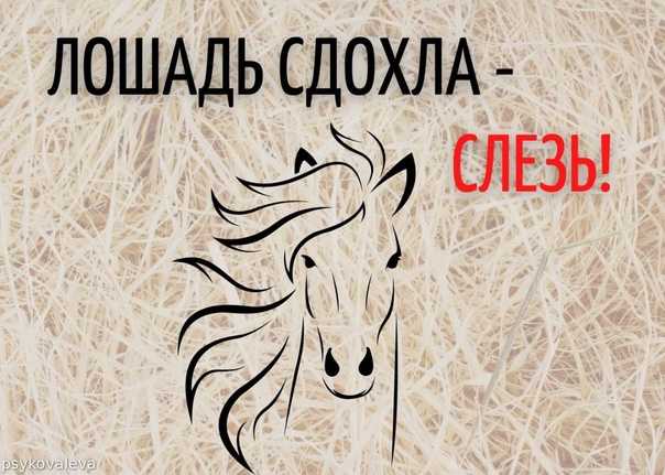 Притча если лошадь сдохла слезь с нее. «выбрось все, что не работает!»